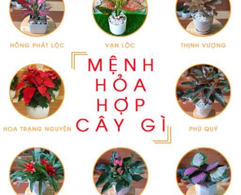 cay de ban menh hoa