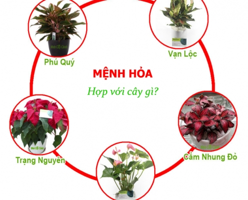 menh hoa hop cay gi