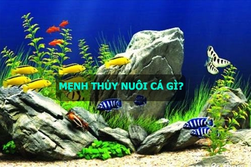 nguoi menh thuy nuoi ca gi